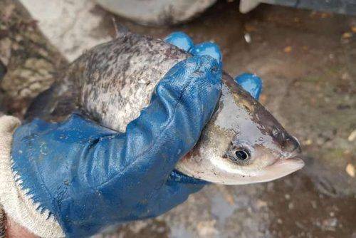 На Черкащині Кременчуцьке водосховище зарибнили понад 74-ма тоннами риби