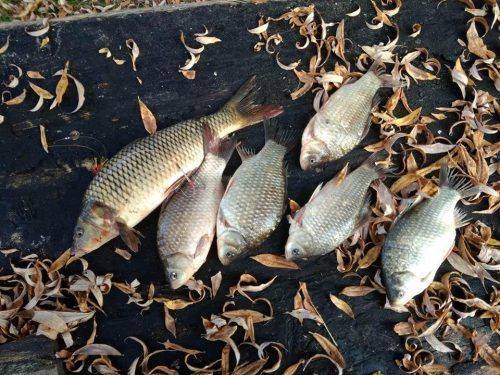 За місяць на Черкащині браконьєри наловили риби майже на 85 тисяч гривень