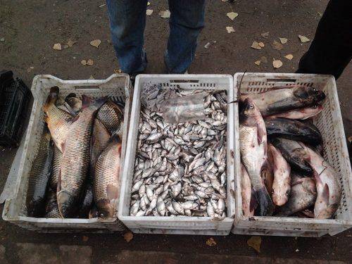 На Черкащині зафіксовано незаконний продаж майже 1100 кг риби
