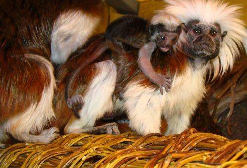 У Черкаському зоопарку народилося двоє малят тамаринів (фото)