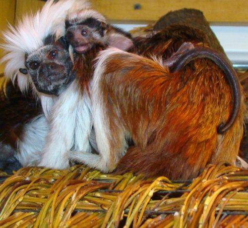 У Черкаському зоопарку народилося двоє малят тамаринів (фото)
