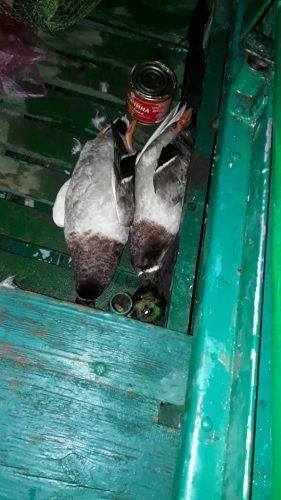 В Липівському орнітологічному заказнику «мисливці» вбили лебедя 