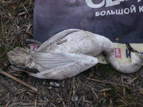В Липівському орнітологічному заказнику «мисливці» вбили лебедя 