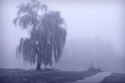 Місто в тумані: умережі з’явились світлини пейзажів осінніх Черкас 