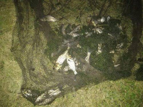 За тиждень на Черкащині браконьєри наловили риби майже на 70 тис. грн (фото)