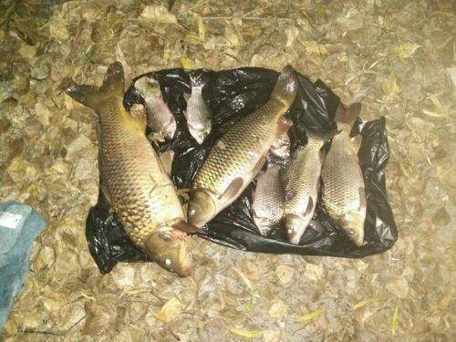 За тиждень на Черкащині браконьєри наловили риби майже на 70 тис. грн (фото)