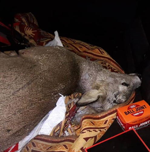 На Черкащині затримали браконьєра, який застрелив косулю