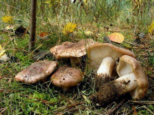 На Уманщині пенсіонерка отруїлася грибами