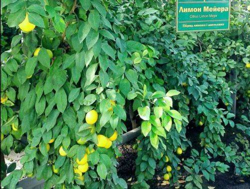 На Черкащині вирощують лимони Мейєра