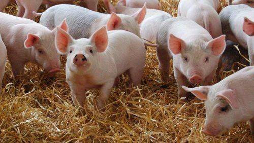 Жителі Черкащини стривожені масовою загибеллю свиней