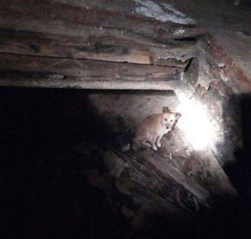 На Черкащині рятували собаку, який опинився у пастці