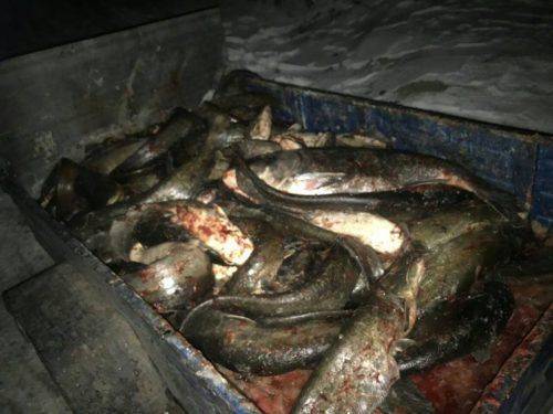 На Черкащині затримали браконьєра, який виловив майже 300 кг риби