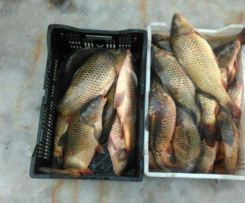За тиждень на Черкащині незаконно виловили 470 кг риби