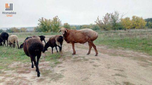 Уманський підприємець вирощує овець цінної породи 