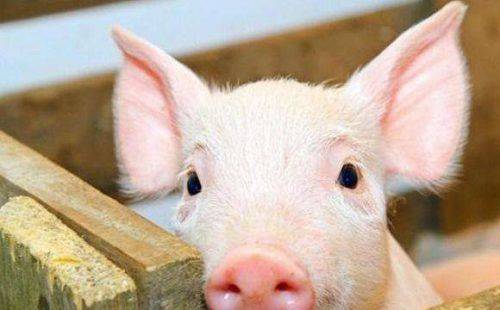 В одному з сіл Черкащини запровадили карантин через масову загибель свиней