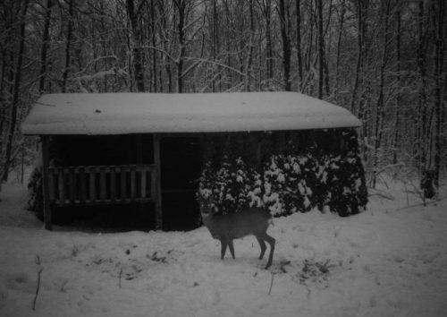 В одному з лісгоспів Черкащини підгодовують диких тварин (фото)