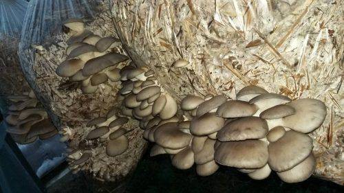 Лісівники Черкащини збирають взимку гриби (фото)