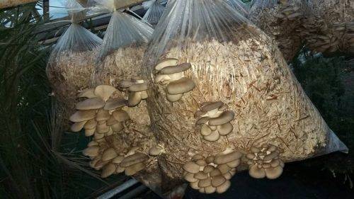 Лісівники Черкащини збирають взимку гриби (фото)