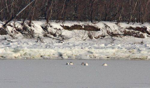 Неподалік Канева посеред Дніпра зимує кілька сімей лебедів-шипунів
