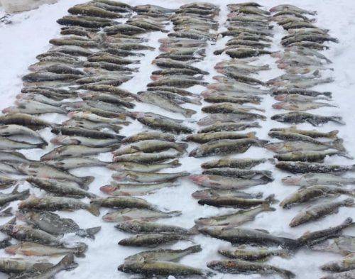 На Черкащині горе-рибалки наловили судака майже на 175 тисяч гривень