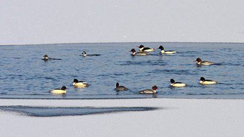 Неподалік Канева посеред Дніпра зимує кілька сімей лебедів-шипунів