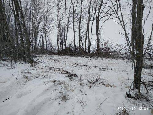 На Черкащині "чорні лісоруби" накрали лісу майже на 70 тисяч гривень (фото)