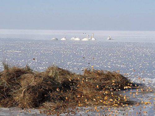 На Черкащині рятували лебедів, які примерзли до криги