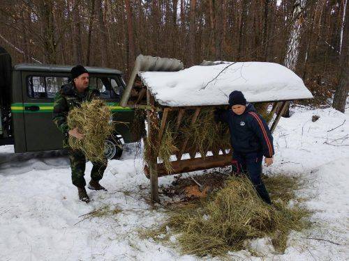 Лісівники Черкащини підгодовують диких тварин (фото)