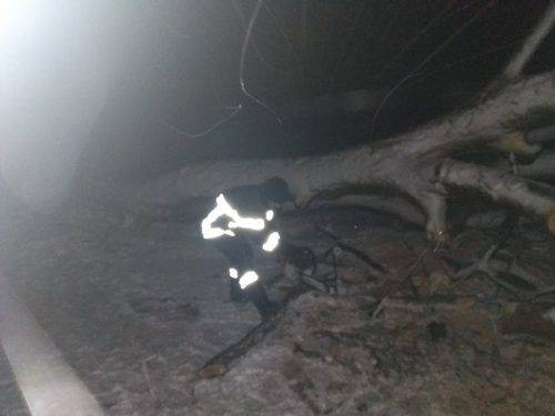 Повалені через негоду дерева заблокували рух у шести районах Черкащини