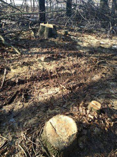 На Черкащині "Чорні лісоруби" завдали шкоди на суму більше мільйона гривень 