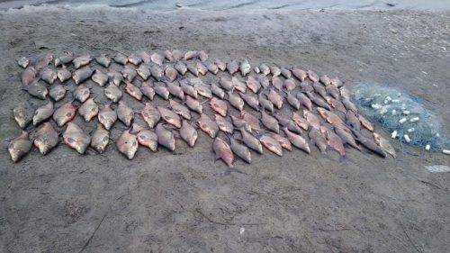 У Липівському заказнику браконьєри наловили риби на понад 32 тис. грн
