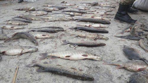 На Черкащині браконьєри завдали збитків на понад 45 тисяч гривень (фото)