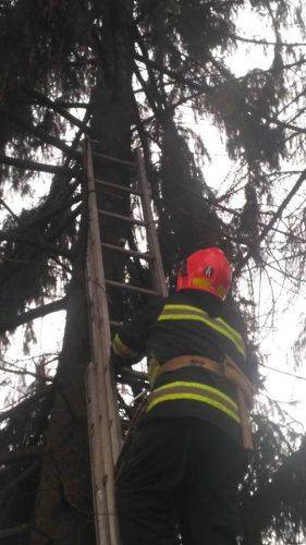 На Черкащині рятувальники діставали з дерева кота (фото)