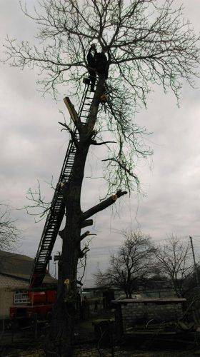 На Черкащині з дерева знімали пораненого чоловіка (фото)
