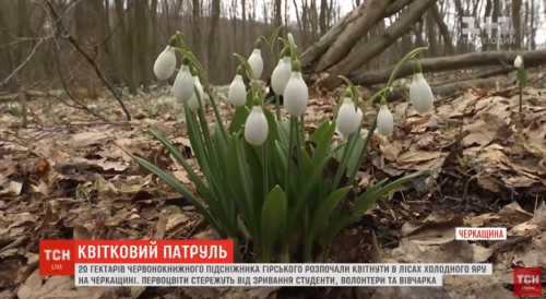 На Черкащині вівчарка охороняє первоцвіти разом із волонтерами (відео)