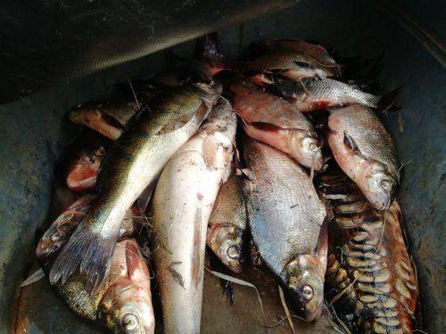 Черкащанин наловив риби майже на 80 кілограмів (фото)
