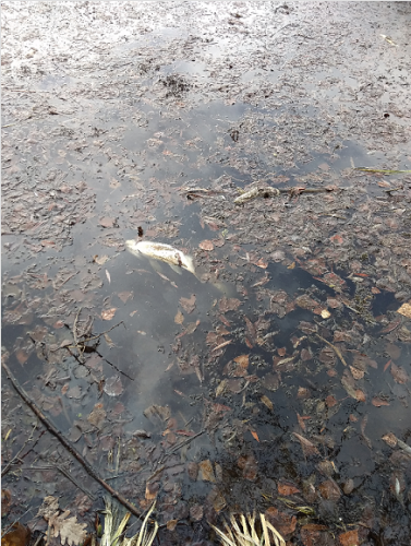 На Черкащині у річці загинуло майже 350 кг риби