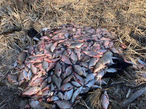 Правоохоронці у Сулинському заказнику незаконно ловили рибу (фото, відео)