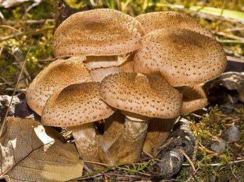 На Черкащині жінка отруїлася смаженими грибами