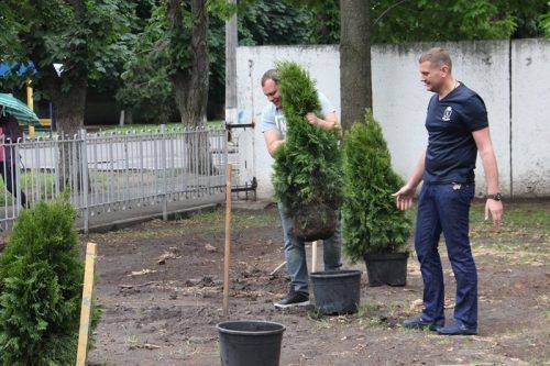 У черкаській гімназії відновити алею туй, де були викрадені дерева 