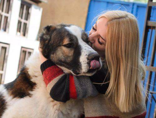Благодійний фонд з порятунку безпритульних тварин на Черкащині тимчасово припинить свою діяльність