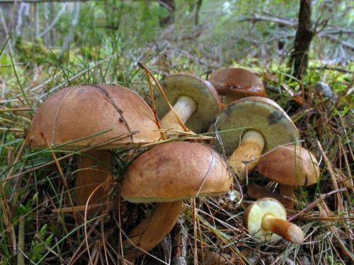 На Черкащині жінка отруїлася грибами 