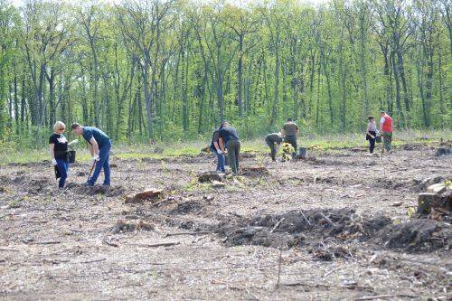 На Черкащині висадили майже 130 гектарів лісових культур (фото)
