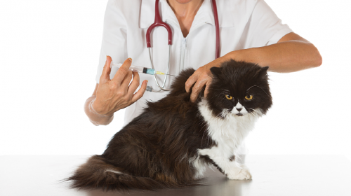 На Черкащині терміново вакцинують домашніх котів та собак 