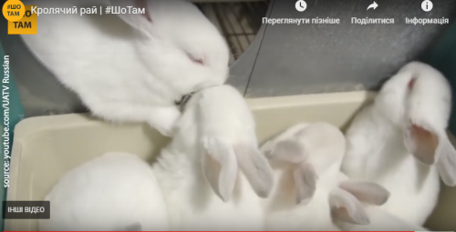 На Черкащині збудували найбільшу в Східній Європі кролячу ферму (відео)