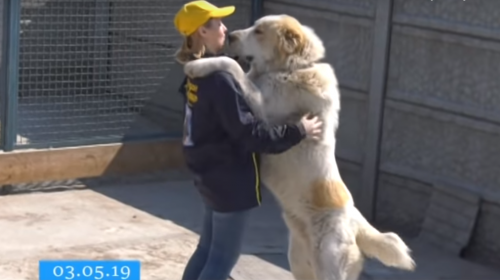 Черкаське подружжя виховує собак-велетнів (відео)