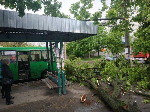 У Черкасах на автобус впало дерево (фото)