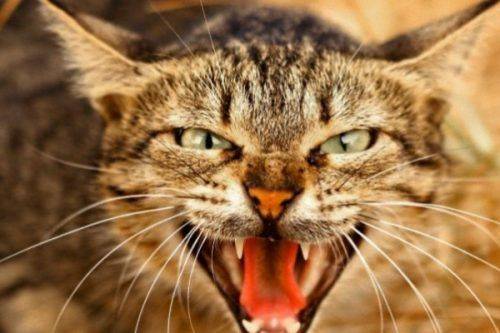 На Черкащині знайшли безпритульного скаженого кота 