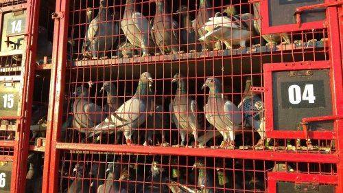 На Черкащині румуни випустили понад 80 тисяч голубів (фото, відео)