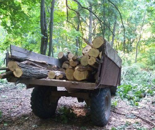 На Черкащині крадії лісу спиляли дерева (фото)